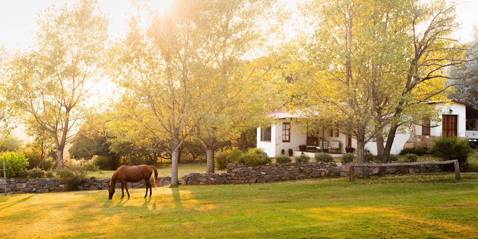 A horse grazing in the garden outside a guest room at Estancia Los Potreros located in Córdoba in Argentina. A picture of a horse grazing the garden outside a guest room in Estancia Los Potreros.