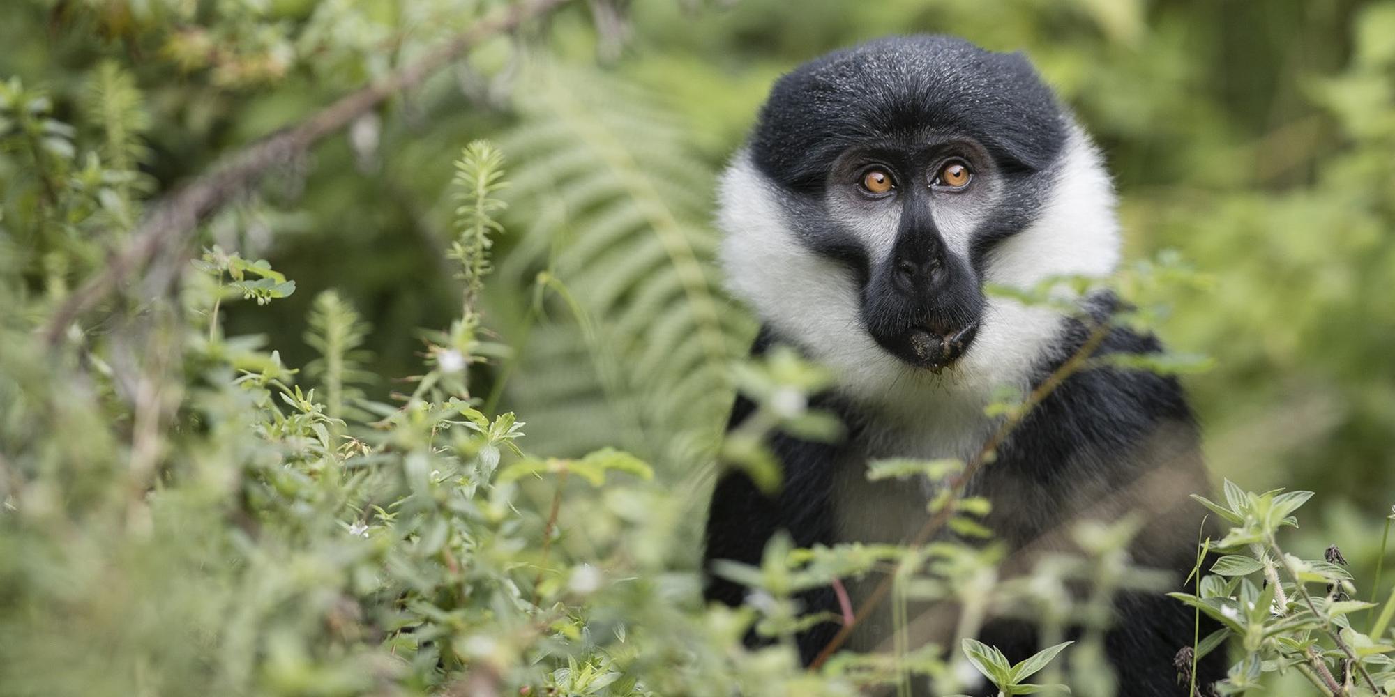 A L'Hoest's monkey with white ruff and dark fur in the wildlife. A close up portrait of an L'Hoest's monkey.